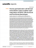 Human-perinatal-stem-cell