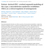 Patient-derived iPSC-cerebral organoid modeling of the 17q11.2 microdeletion syndrome establishes CRLF3 as a critical regulator of neurogenesis