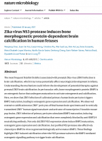 Zika-virus-NS3-protease