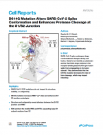 D614G-Mutation-Alters-SARS-CoV-2-Spike