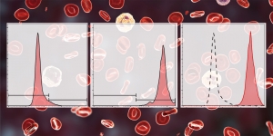 Examination of phagocytic activity by flow cytometry