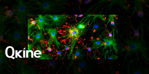 Neural stem cell growth factors and cytokines from Qkine