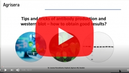 agrisera-antibody-production-validation